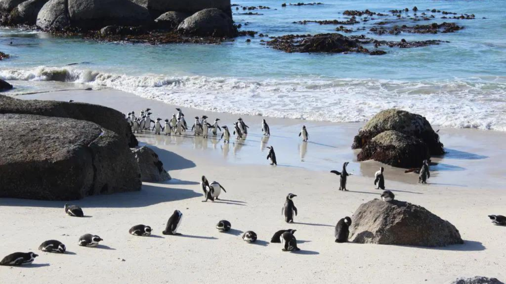 Penguins autour de Boulders Beach, Cape Town